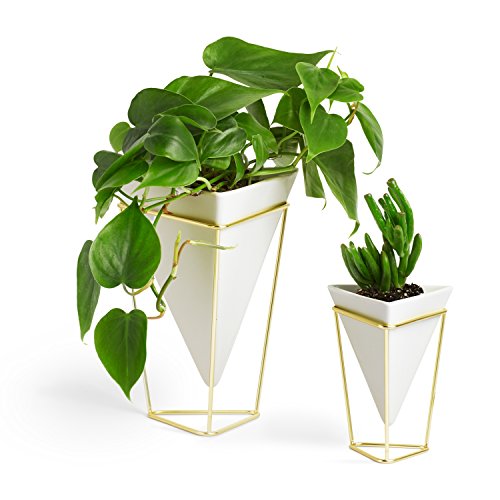 Umbra - 1004372-524 Trigg Desktop Planter Vase & Geometric Container-for Succulent, Air, Mini Cactus, Faux Plants and…